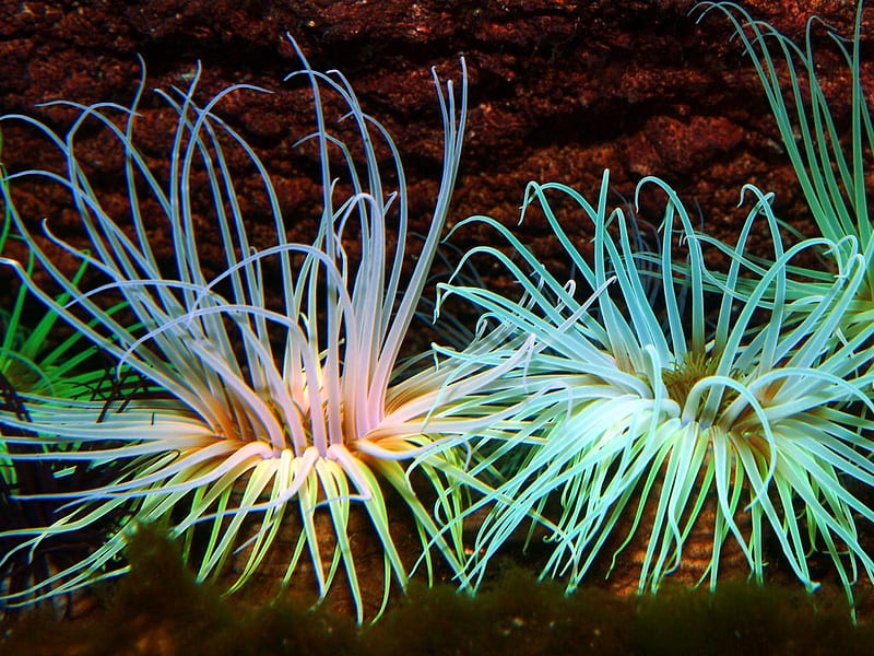 Two sea Anemones, colorful, water, ocean, anemone, HD wallpaper