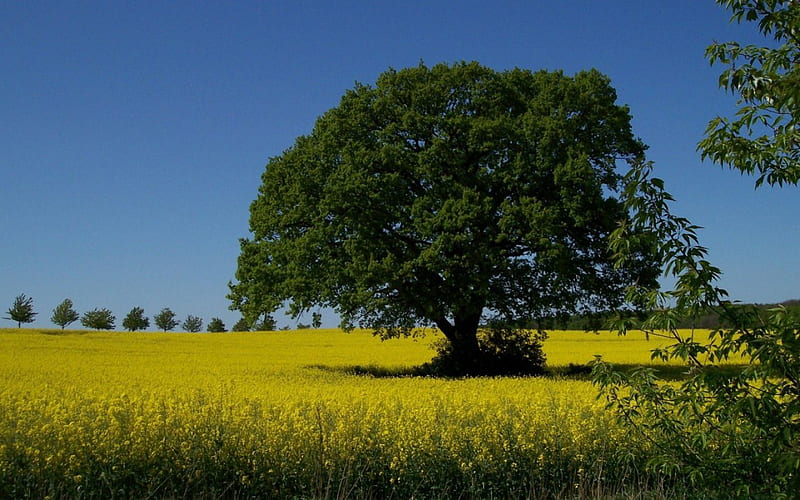 Tree in a golden field, tree, summer, yellow, rapes, spring, field, HD wallpaper