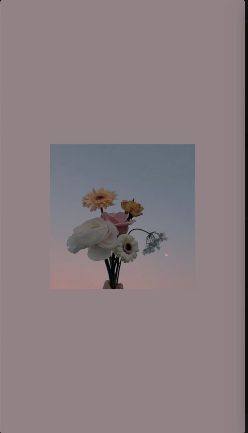 Flowers, aesthetic, pink, HD phone wallpaper | Peakpx