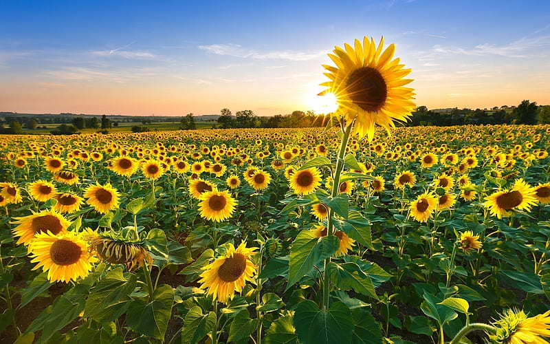 Sunflower Field at Sunrise, yellow, sunrise, sunflowers, field, flowers, HD  wallpaper | Peakpx