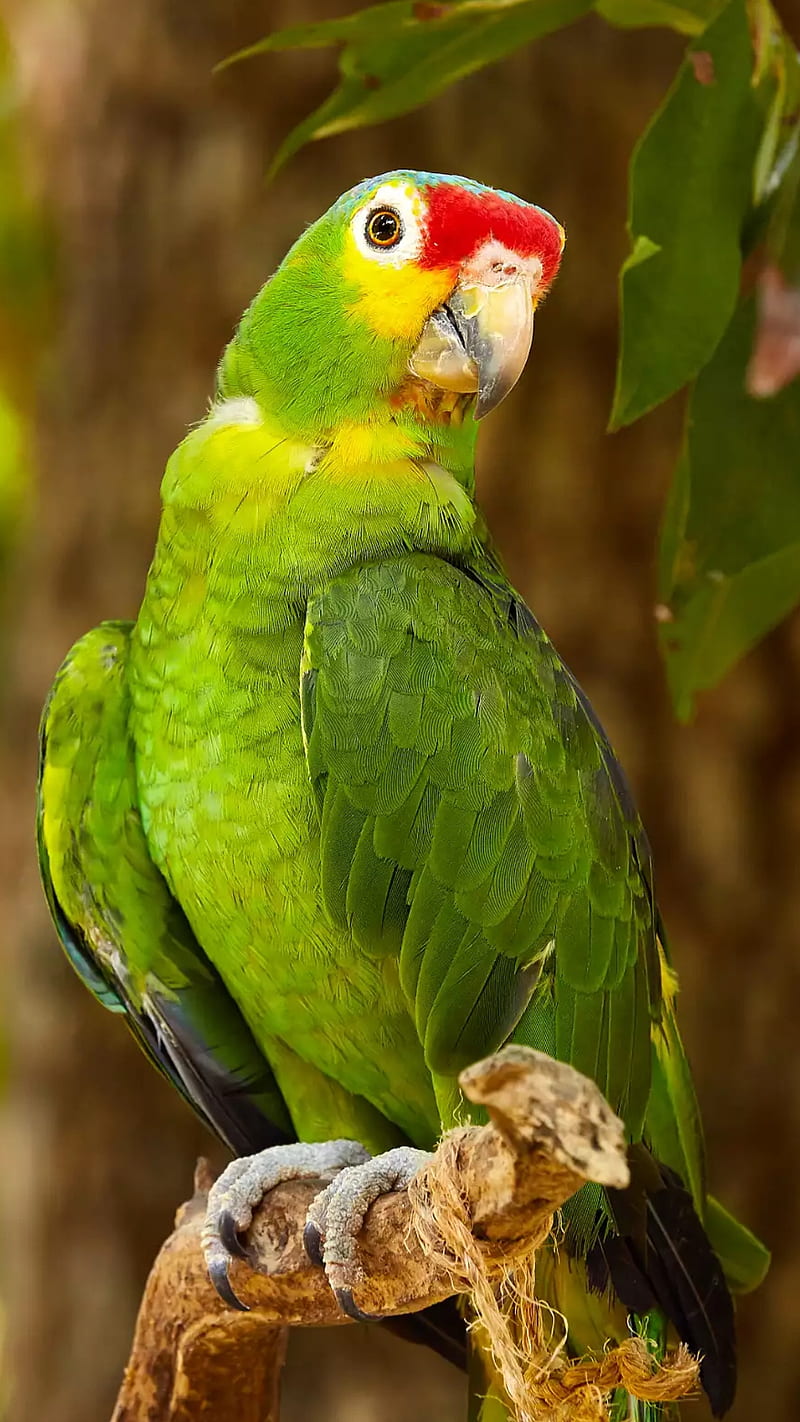 green parrot, bird, nature, HD phone wallpaper