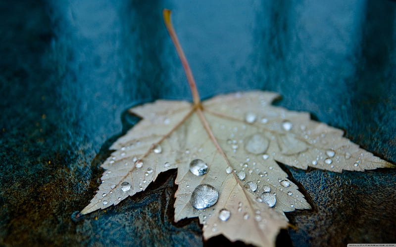 drops in the blue-Autumn Landscape, HD wallpaper