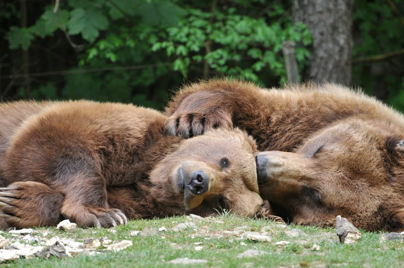 Cute Real Bears