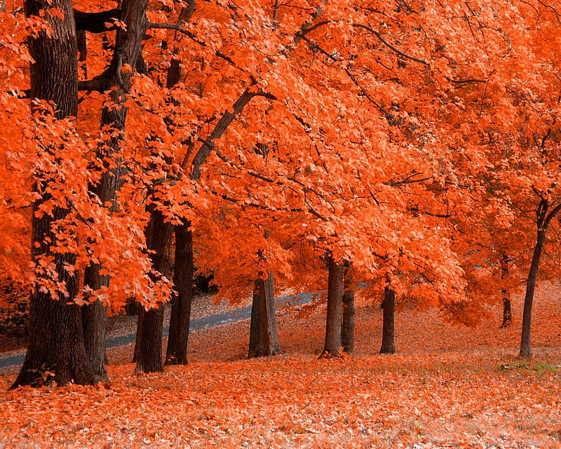 Orange Trees, autumn, fallen, forest, leaves, HD wallpaper