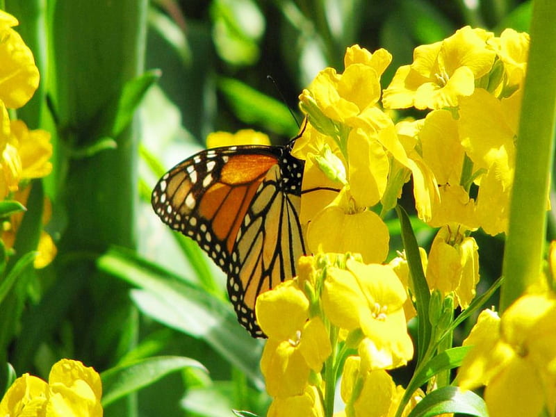 Wings in the sun, flower, yellow, butterfly, Monarch, HD wallpaper | Peakpx