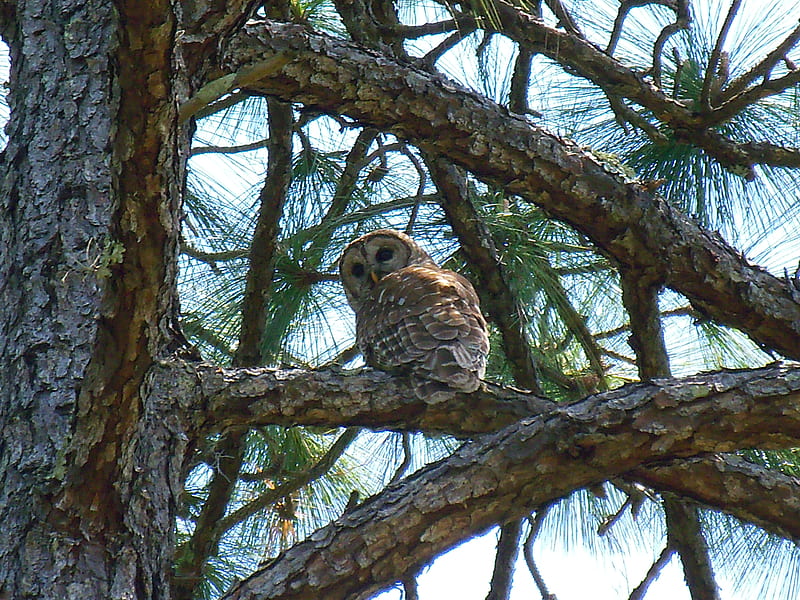 ~A Beautiful Barred Owl~Cypress Creek Preserve, owl, woods, pine tree, florida, tree, barred owl, wooded owl, preserve, wildlife, nature, HD wallpaper