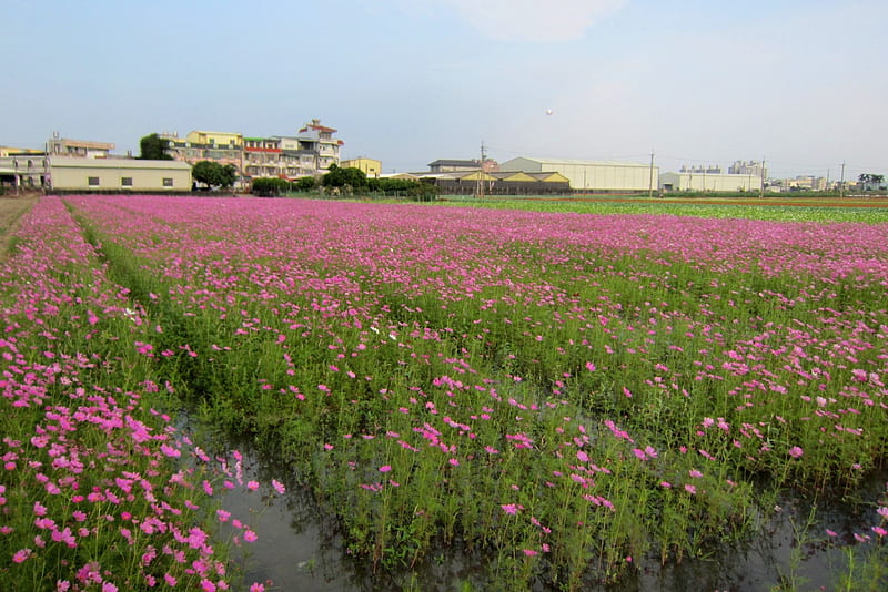 Rural flower fields, rural, house, flower fields, cosmos, pink, HD wallpaper