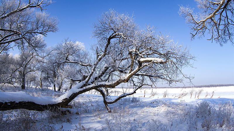 Snow Covered Slanting Trees Branches Under Blue Sky During Sunny Day Winter, HD wallpaper