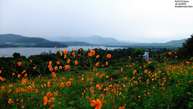 Khadakwasla Dam,Pune, sahyadri, panshet, mutha river, pune, isave sir, cosmos flowers, varasgaon, khadakwasla, HD wallpaper