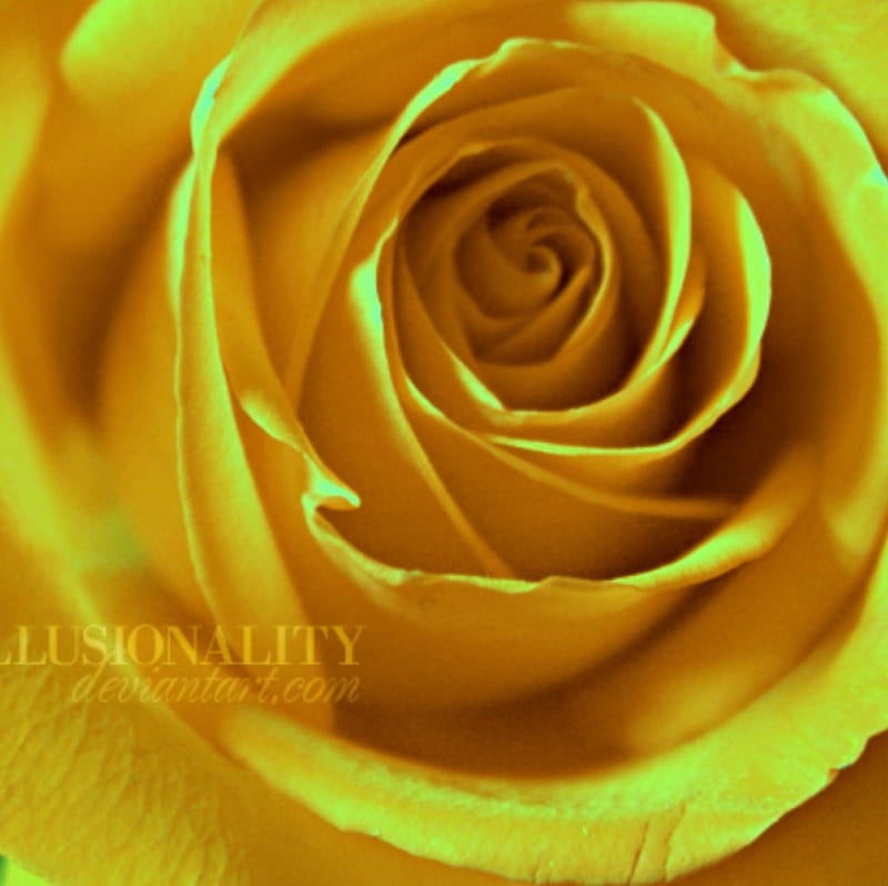 You are my sunshine!, flower, yellow, rose, macro, HD wallpaper
