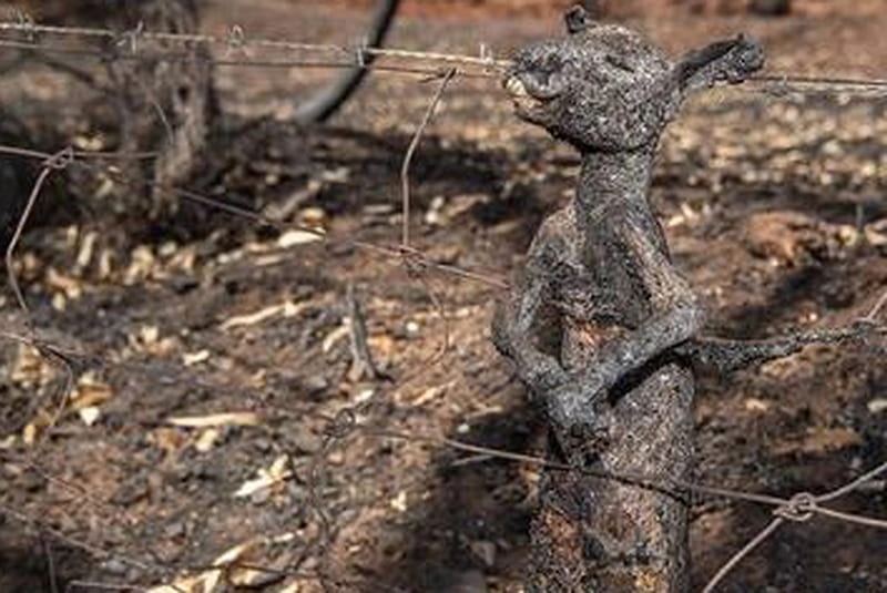 Millions burned animals, fire, Catastrophe, Australia, 2020, HD wallpaper