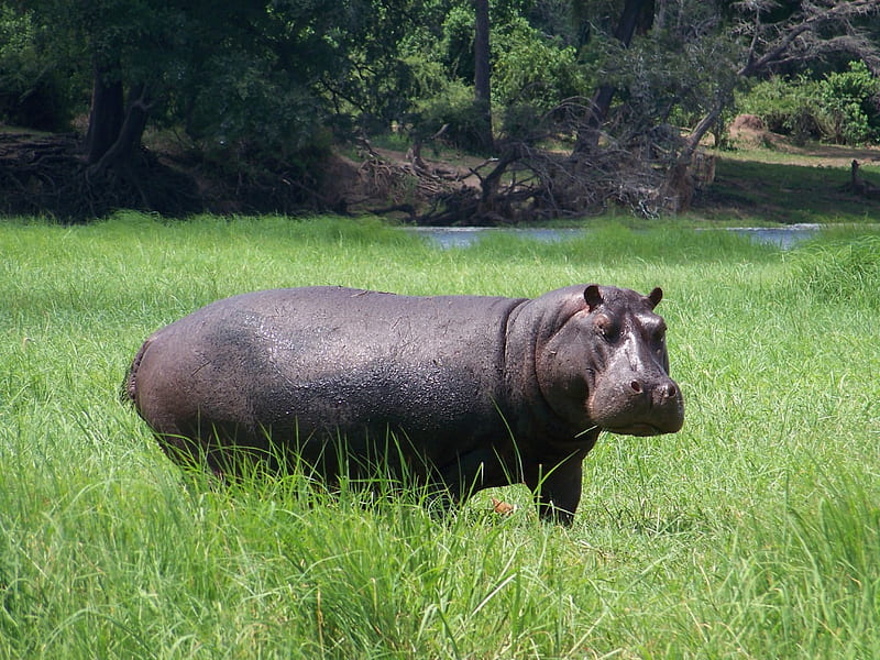 Hippopotamus @ Chobe river, Chobe, National parks, Hippopotamus, Botswana, HD wallpaper
