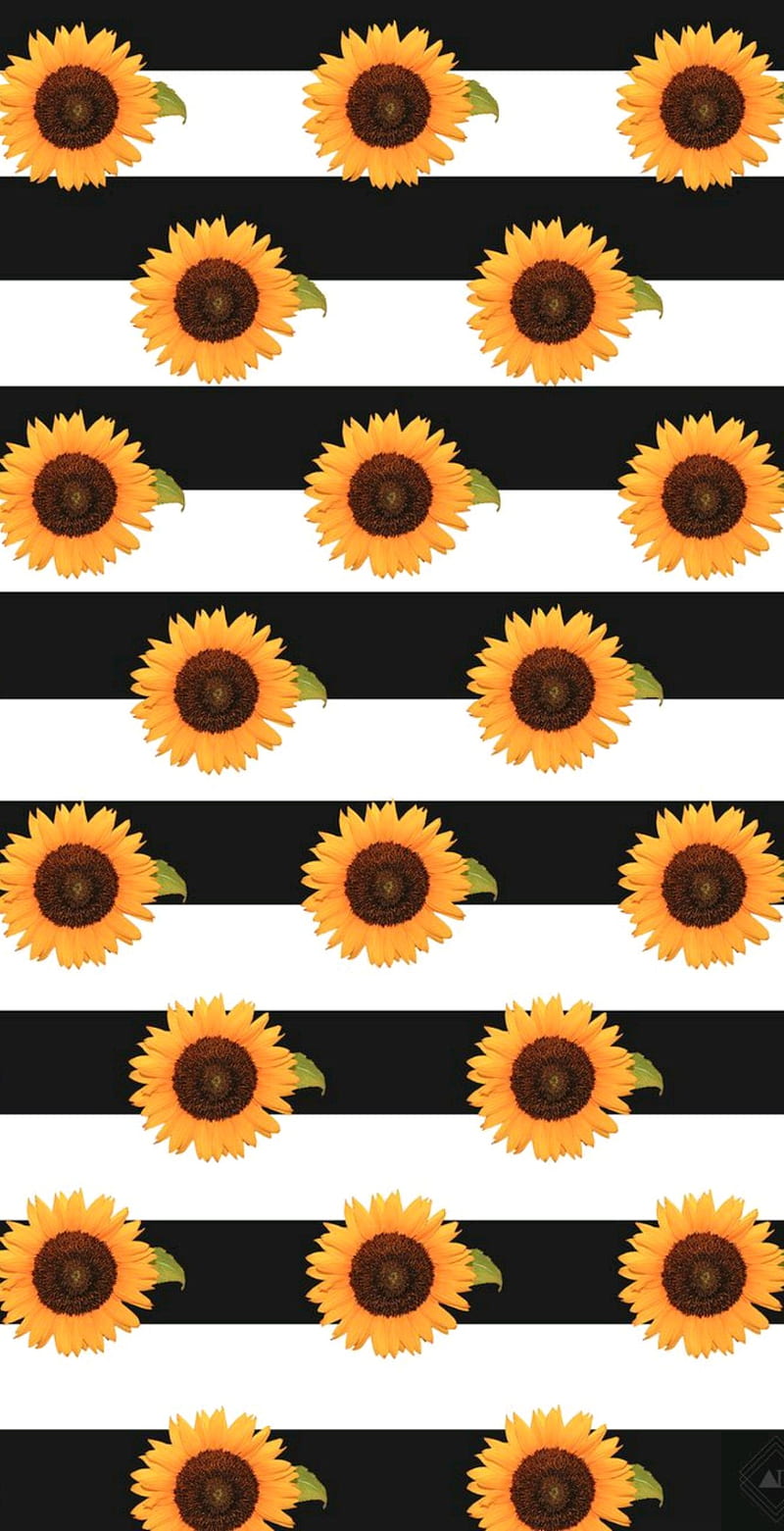 Sunflower Stripes, flower, stripe, black, white, yellow, HD phone wallpaper