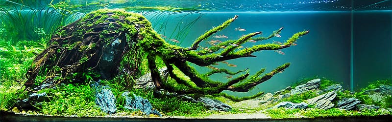 Fish Tank, HD wallpaper