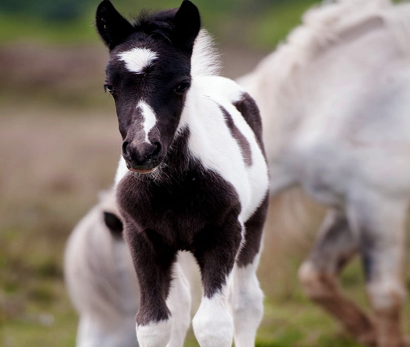 New Foal, Baby, Brown, New, White, Foal, Mother, Horses, HD wallpaper