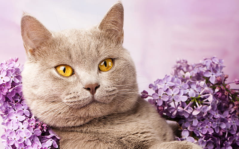 British Shorthair Cat, lilac, cats, domestic cat, gray cat, pets, yellow eyes, cute animals, British Shorthair, HD wallpaper