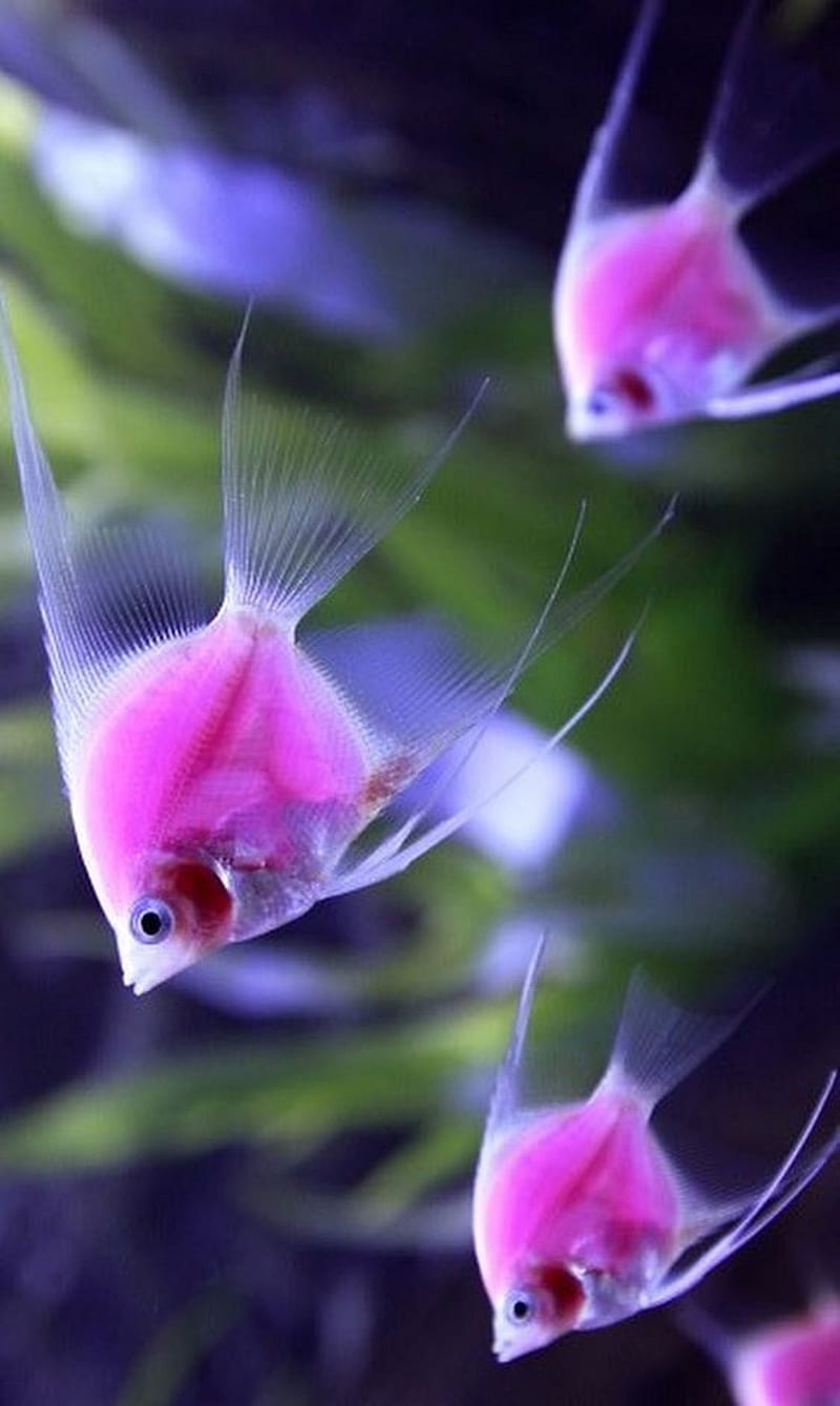 Fish, pink, HD phone wallpaper | Peakpx