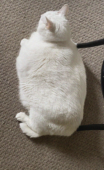 King duncan, fat cat, cat, white, HD phone wallpaper | Peakpx