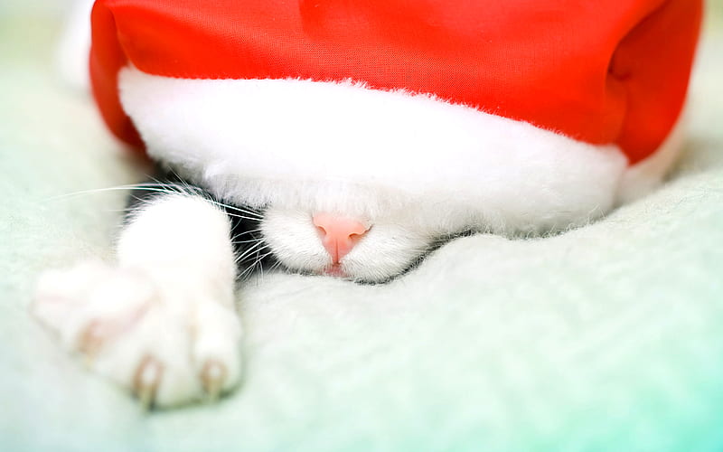 Sweet Kitty, red, pretty, christmas cat, bonito, adorable, magic, xmas, sweet, graphy, magic christmas, beauty, face, animals, lovely, holiday, christmas, kitty, cat, cat face, hat, cute, paws, merry christmas, cats, kitten, HD wallpaper