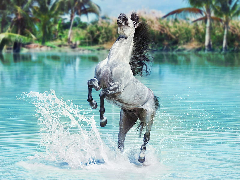 Animal, Horse, Splash, Water, HD wallpaper