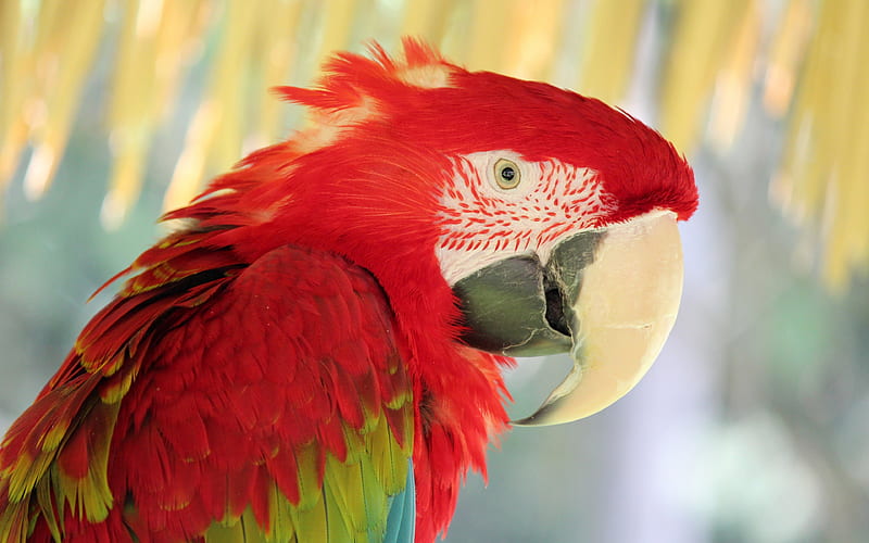 Scarlet macaw close-up, macaw, parrots, red parrot, Ara macao, HD wallpaper
