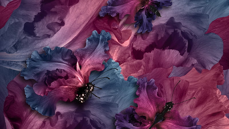 :-), flower, skin, petal, pink, iris, blue, luminos, vara, butterfly, texture, summer, HD wallpaper