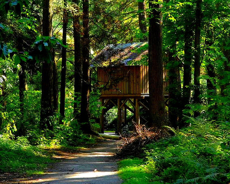REST HOUSE FOR KENT ONE, forest, house, shadow, plank, green, rays, path, sunshine, morning, road, wooden, HD wallpaper