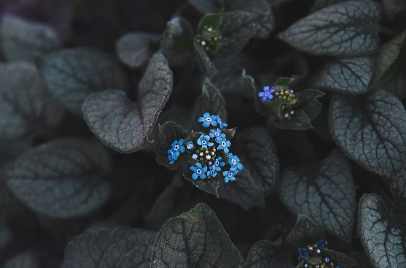 flower, blue, inflorescence, leaves, plant, bloom, HD wallpaper