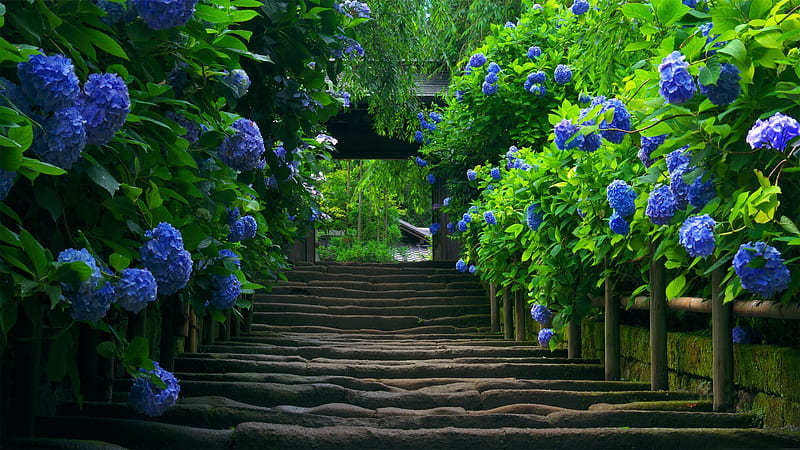 blue flowers road-Nature, HD wallpaper