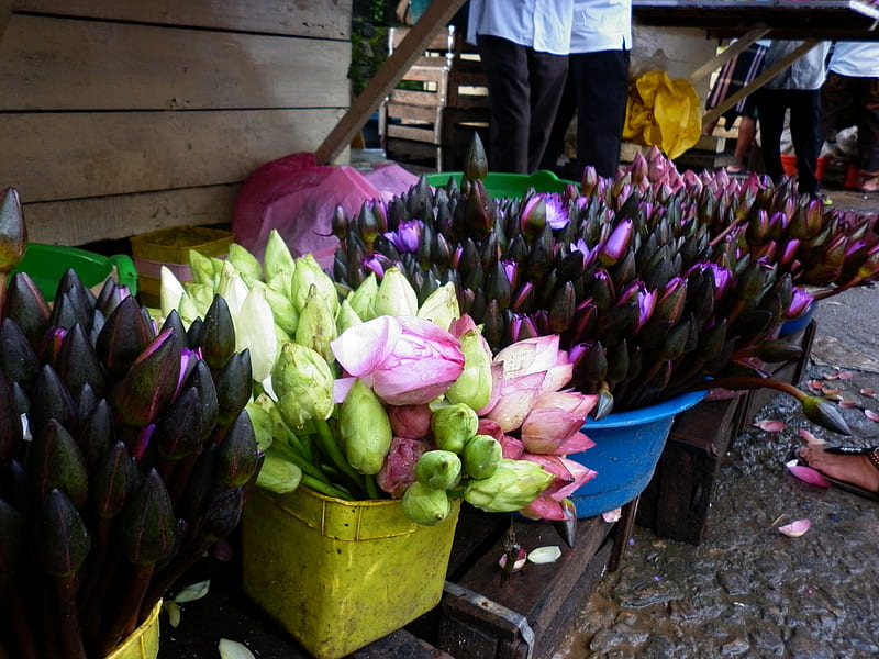 flower buds, sri lanka, colourful buds, market stall, for sale, HD wallpaper