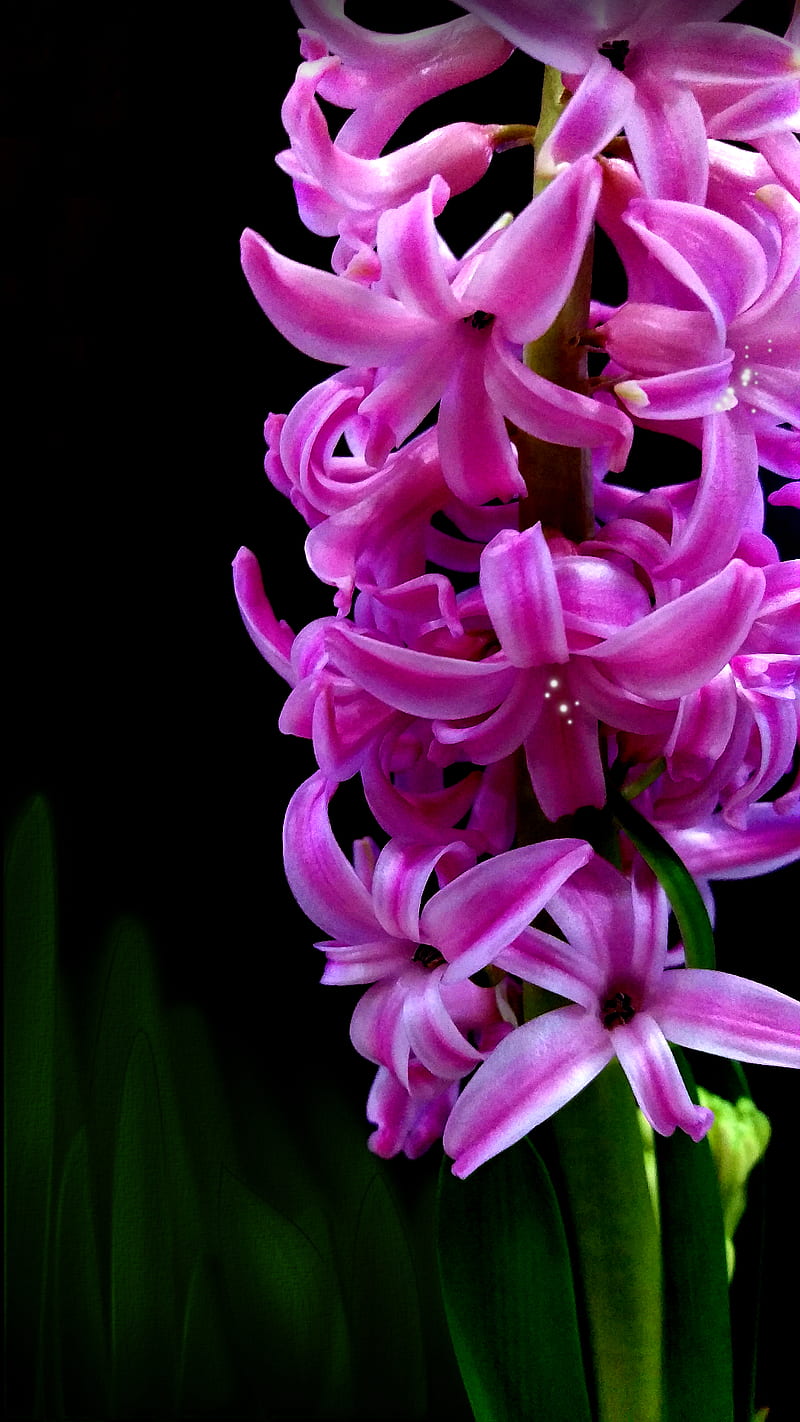 hiacynt v1, black, dark, flower, green, hiacynt, hyacinth, pink, HD phone wallpaper