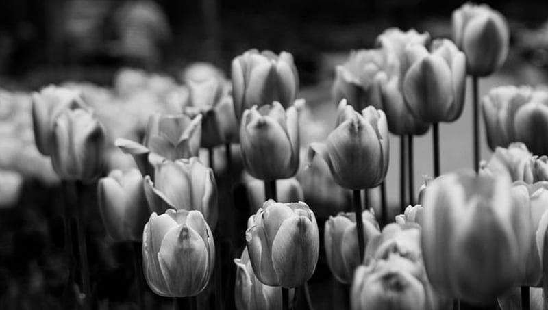 Tulips Glacees, beautiful flowers, black and white, nature, tulips, field, HD wallpaper