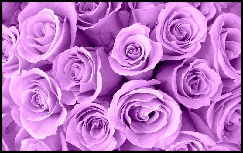 Purple And Pink Roses Background