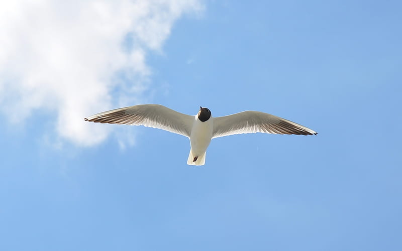 Seagull in the Sky, bird, sky, seagull, animal, blue, HD wallpaper