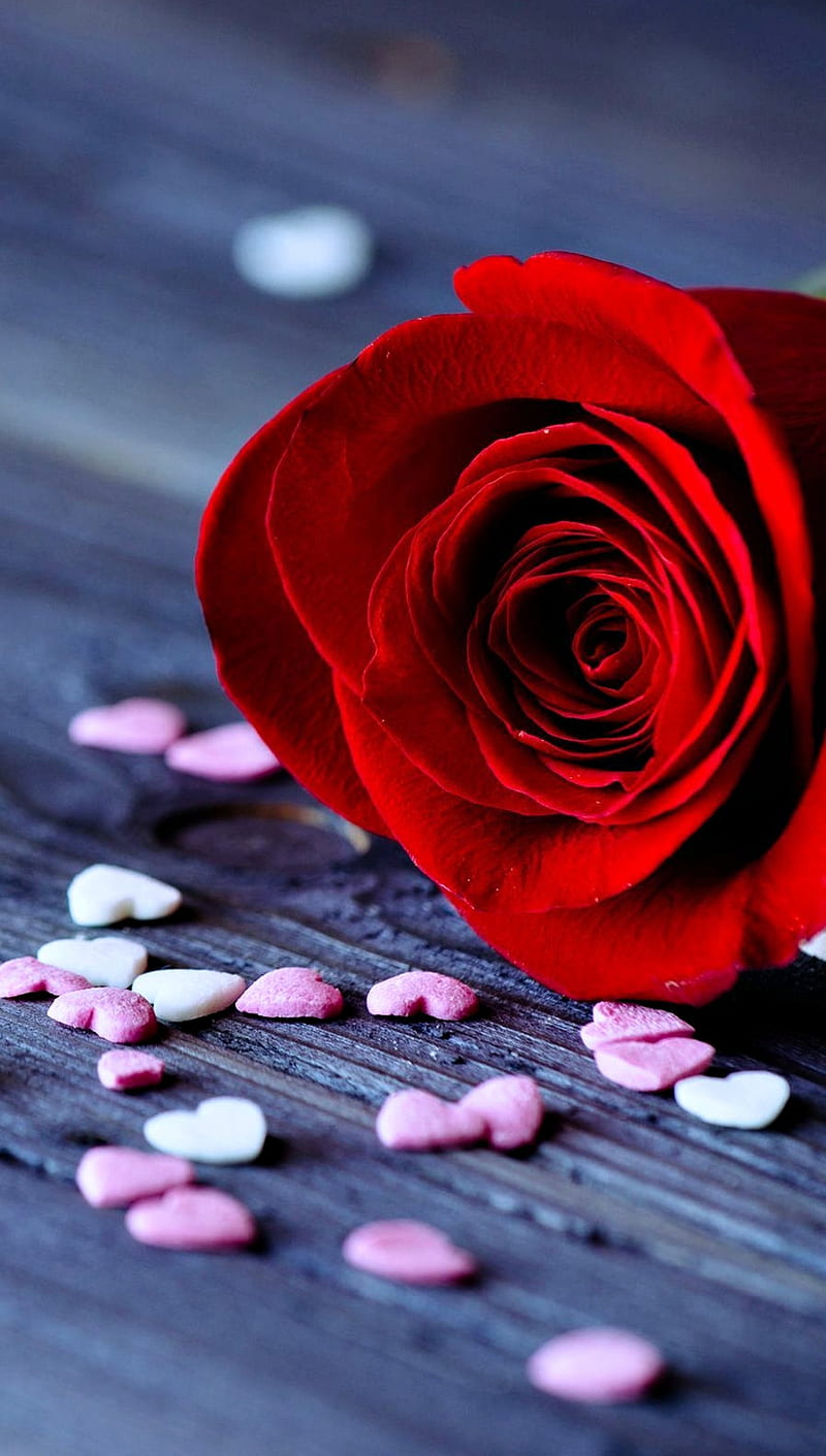 Rose, heart, love, red, HD phone wallpaper | Peakpx