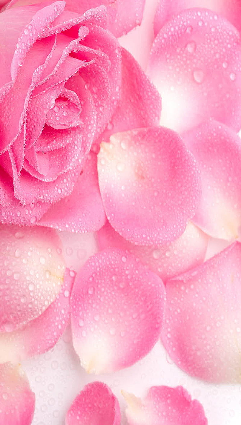 Petals, drops, love, pink, rose, water, HD phone wallpaper