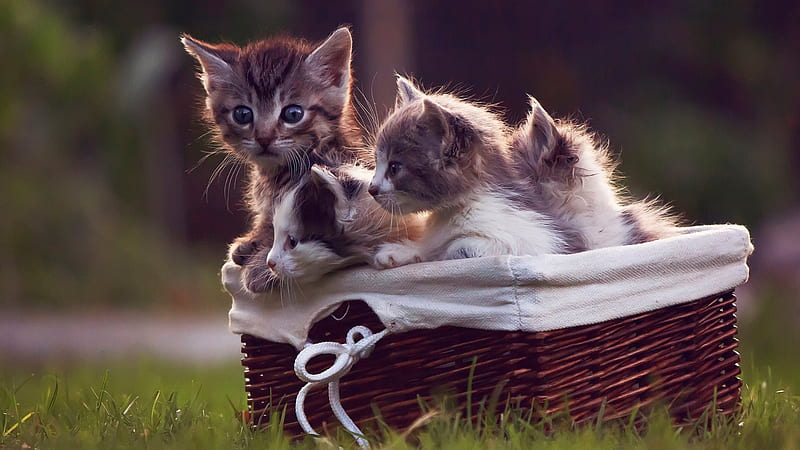 basket, animals, kittens, cat, HD wallpaper