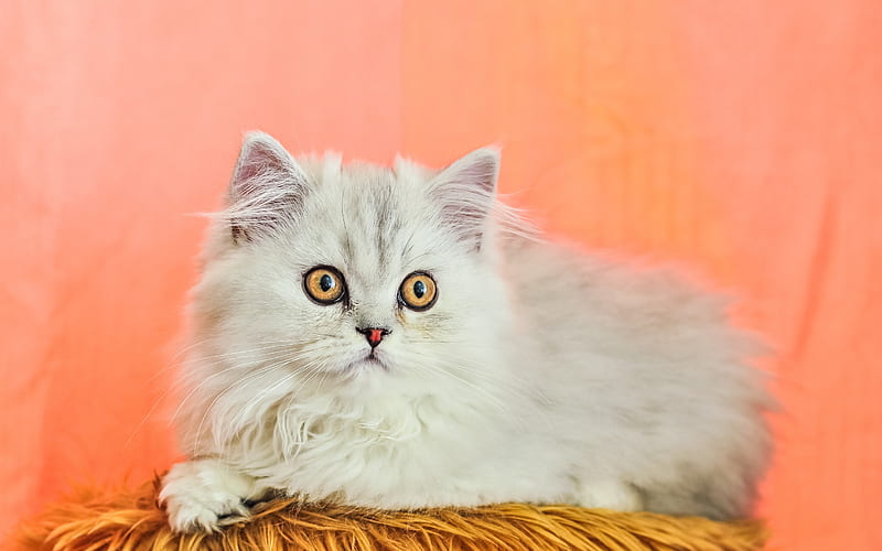 Persian Cat, yellow eyes, fluffy cat, white cat, cats, close-up, domestic cats, pets, whiite Persian Cat, cute animals, Persian, HD wallpaper