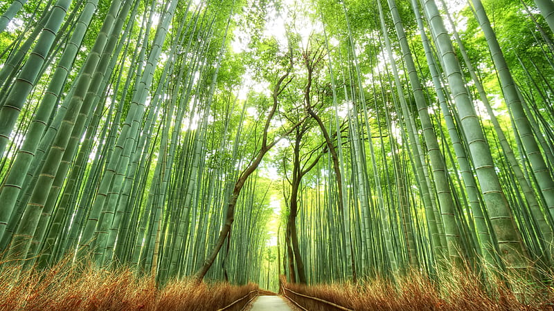 Bamboo Forest, Chinese Bamboo Forest, HD wallpaper