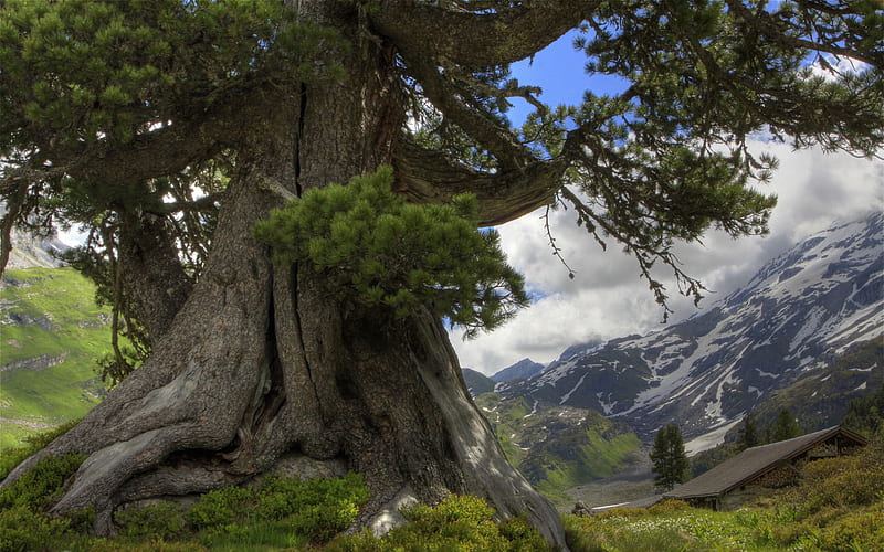 Beautiful big tree in Switzerland, blue, bonito, trees, sky, switzerland, mountain, snow, mountains, big tree, nature, scenery, scene, landscape, HD wallpaper