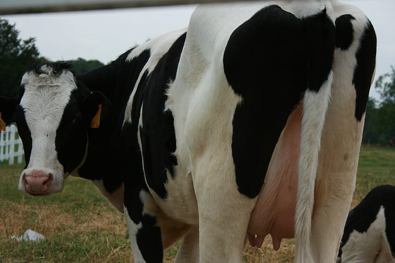 Got Milk?, farm, cow, cattle, milk, dairy, animals, animal, HD wallpaper