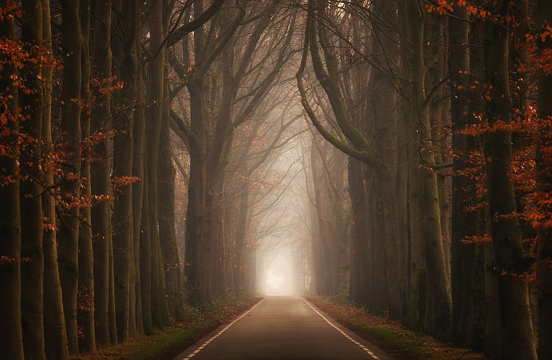 Road, Forest, Trees, Fog, Autumn Season Ultra, Seasons, Autumn, Travel, Nature, bonito, Trees, Forest, Road, Netherlands, Woods, Europe, Scenic, que, HD wallpaper