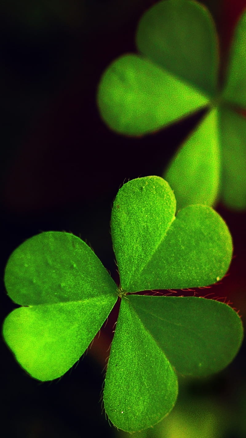 Three Leaf Clover, close up, green, luck, macro, shamrock, HD phone wallpaper