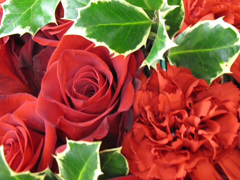 Roses and Holly, red, wonderful, fresh, holly, roses, merry christmas, green, love, siempre, flowers, nature, HD wallpaper