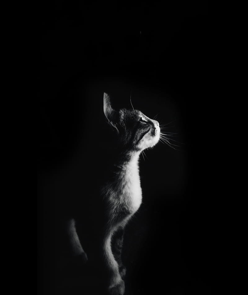 Street Cat Portrait, black, dark, HD phone wallpaper