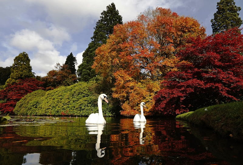 Sheffield Park Garden in Southern England, red, autumn, grass, orange, clouds, leaves, green, land, reflection, animals, blue, forest, sky, trees, swans, lake, water, nature, white, HD wallpaper