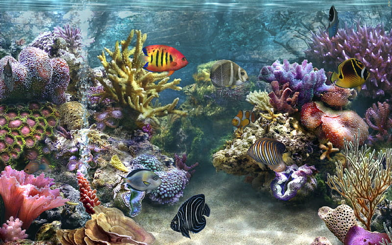 Under Water Aquarium, reef, sand, water, fish, ocean, coral, sealife, HD wallpaper
