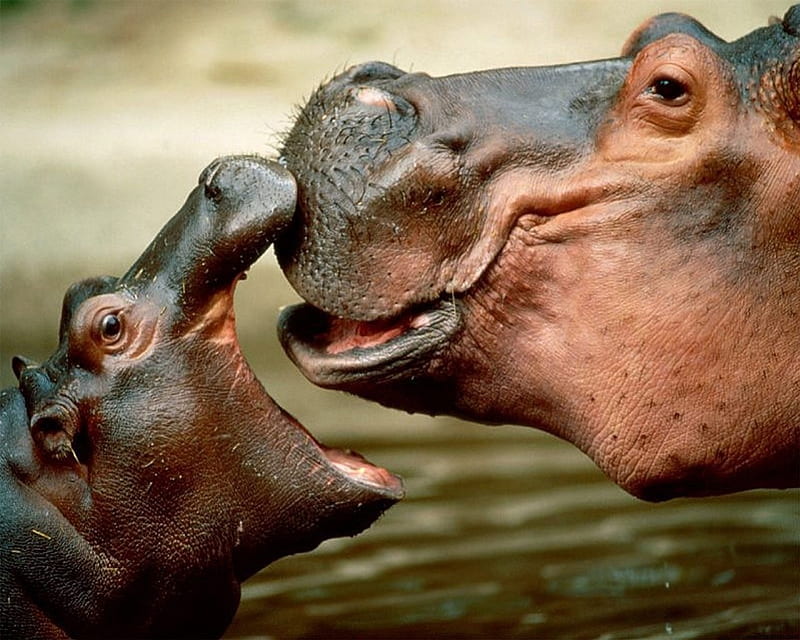 Two Hippos, hippos, hippopotami, hippopotamus, hippo, HD wallpaper