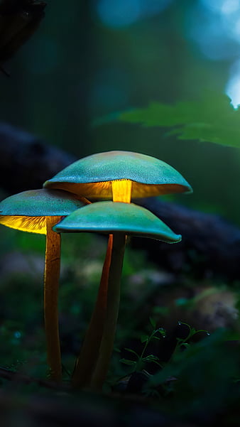 Mushroom, Botanics, Plant, Fungi, HD wallpaper | Peakpx