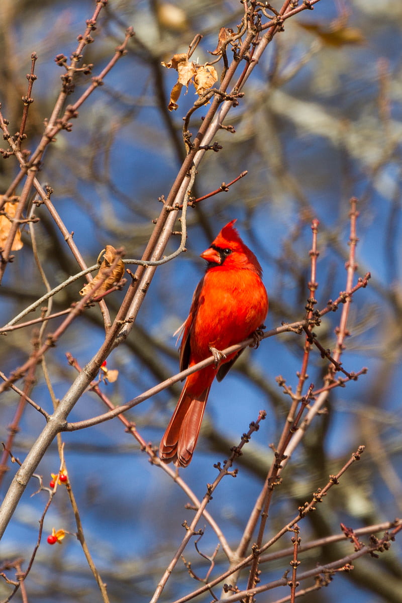 bird, red, branches, tree, HD phone wallpaper